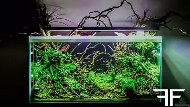 Ctulluh von Fredo Fuss