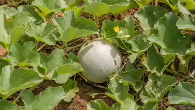 Cucumis melo im Garten pflanzen