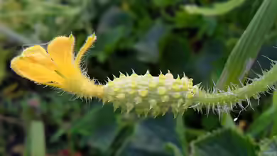 Cucumis metuliferus im Garten pflanzen