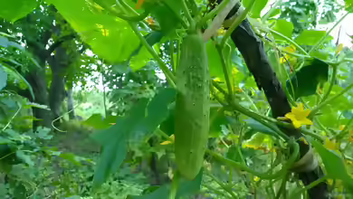 Cucumis sativus im Garten pflanzen