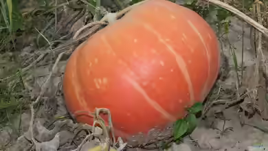 Cucurbita maxima im Garten pflanzen