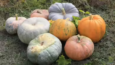 Cucurbita pepo im Garten pflanzen