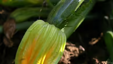 Cucurbita pepo subsp. pepo convar. giromontiina im Garten pflanzen
