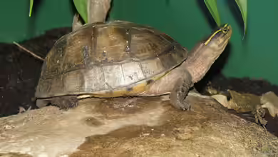 Cuora amboinensis im Terrarium halten