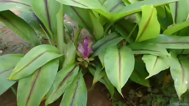 Curcuma longa am Gartenteich