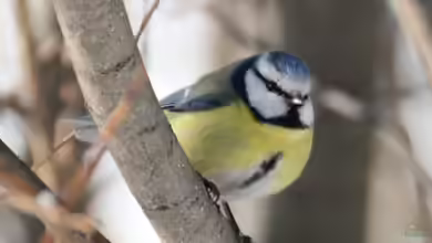 Cyanistes caeruleus im Garten
