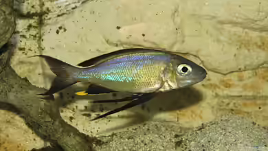 Cyathopharynx-Arten im Aquarium halten
