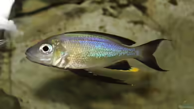 Cyathopharynx foae