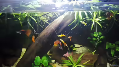 Cyclops als Zierfischfutter: Kleines Futter mit großem Nutzen für gesunde Aquarienfische