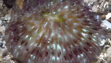 Cycloseris boschmai im Aquarium halten