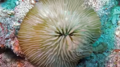 Cycloseris costulata im Aquarium halten