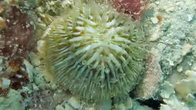 Cycloseris cyclolites im Aquarium halten