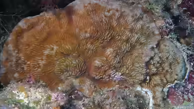 Cycloseris explanulata im Aquarium halten