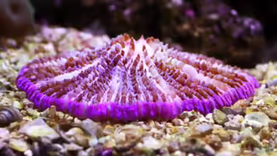 Cycloseris fragilis im Aquarium halten
