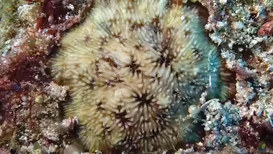 Cycloseris mokai im Aquarium halten