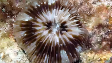 Cycloseris tenuis im Aquarium halten