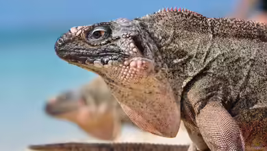 Cyclura cychlura inornata im Terrarium halten
