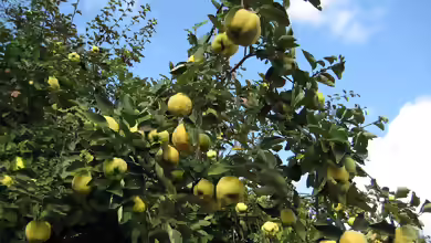 Cydonia oblonga im Garten pflanzen