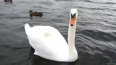 Cygnus am Gartenteich