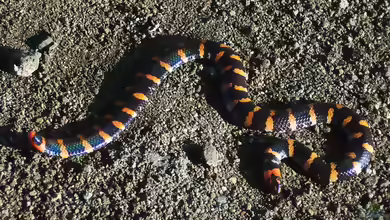 Cylindrophis ruffus im Terrarium halten