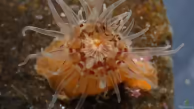 Cylista lacerata im Aquarium halten