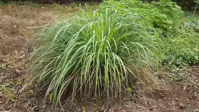 Cymbopogon citratus am Gartenteich