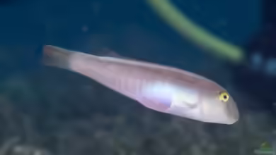 Cymolutes praetextatus im Aquarium halten