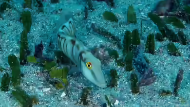Cymolutes torquatus im Aquarium halten