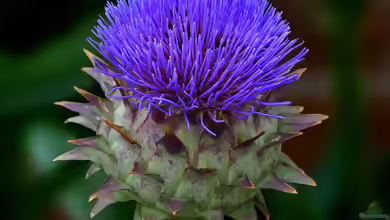 Cynara cardunculus var. altilis im Garten pflanzen