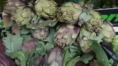 Cynara scolymus im Garten pflanzen