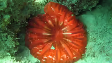 Cynarina lacrymalis im Aquarium halten