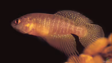 Cynolebias elegans im Aquarium halten