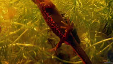 Cynops pyrrhogaster im Terrarium halten