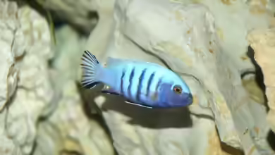 Cynotilapia: Farbenstarke Mbuna aus dem Malawisee