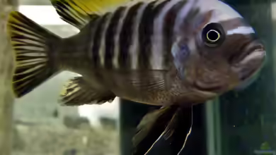 Cynotilapia aurifrons im Aquarium halten
