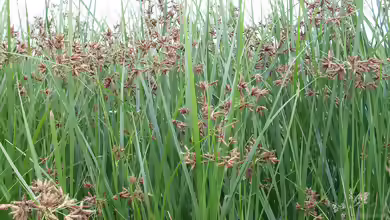 Cyperus longus am Gartenteich