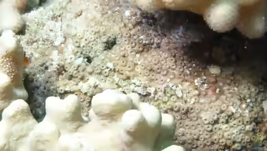 Cyphastrea chalcidicum im Aquarium halten