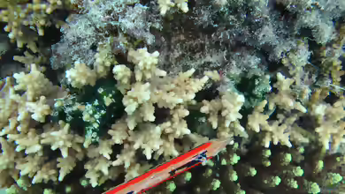 Cyphastrea decadia im Aquarium halten