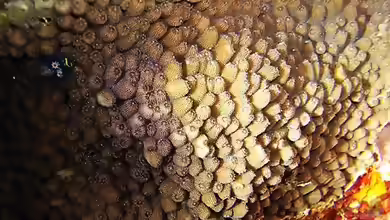 Cyphastrea kausti im Aquarium halten