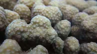 Cyphastrea microphthalma im Aquarium halten