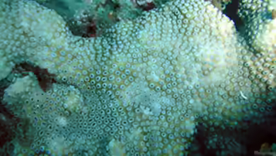 Cyphastrea ocellina im Aquarium halten