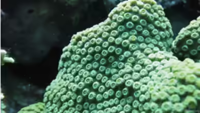 Cyphastrea salae im Aquarium halten