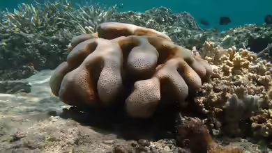 Cyphastrea serailia im Aquarium halten