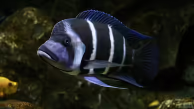 Cyphotilapia frontosa und Cyphotilapia gibberosa: Das sind die Unterschiede