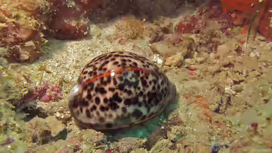 Cypraea tigris im Aquarium halten