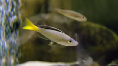 Cyprichromis: Schwarmfische aus dem Tanganjikasee