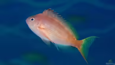 Cyprinocirrhites polyactis im Aquarium halten