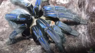Cyriopagopus lividus im Terrarium halten