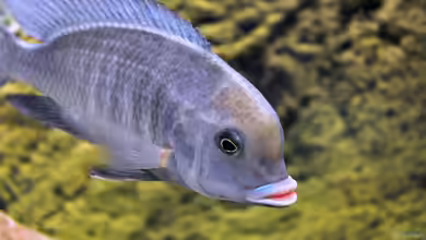 Cyrtocara moorii im Aquarium halten