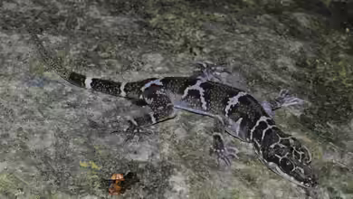 Cyrtodactylus consobrinus im Terrarium halten